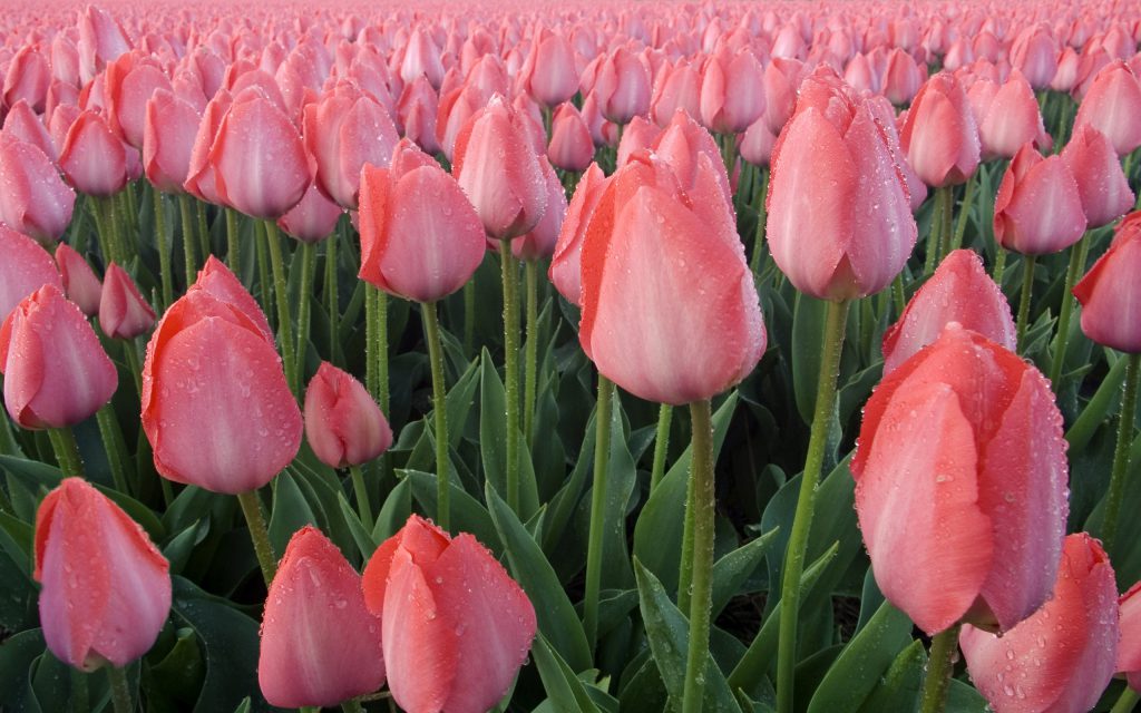 wallpaper-of-tulip-flower-wet – Fragrance Circle